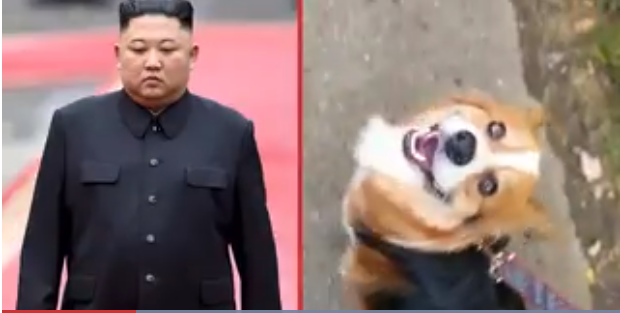 north korean leader orders pet dogs to be confiscated in the capital amid food shortage